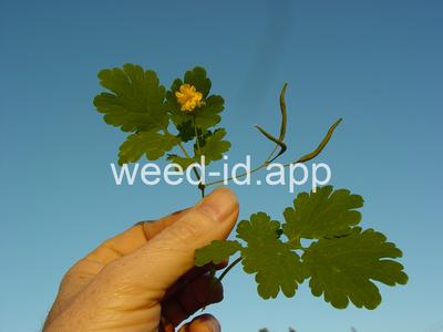 celandine, greater