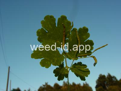 celandine, greater