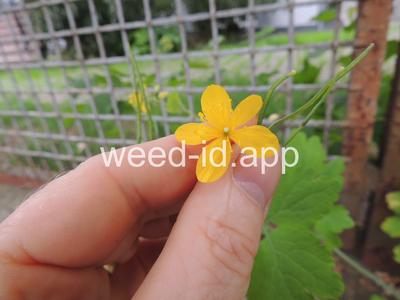 celandine, greater