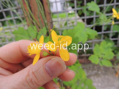 celandine, greater