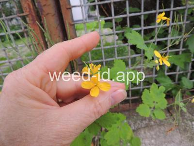 celandine, greater