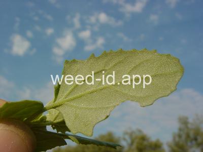 lambsquarters, common