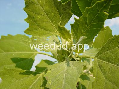 lambsquarters, common