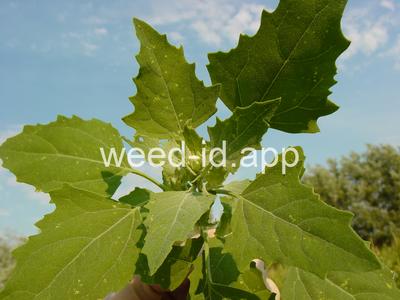 lambsquarters, common