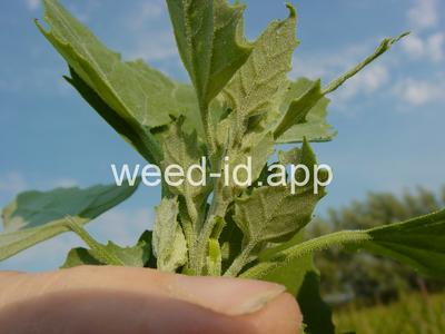lambsquarters, common