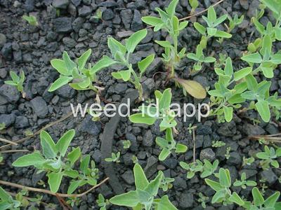 lambsquarters, common