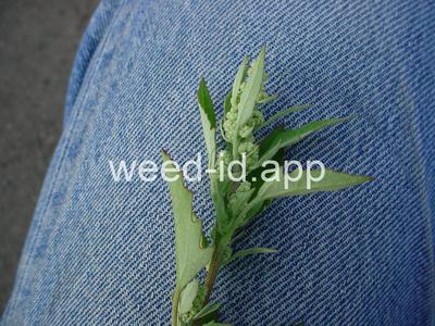 lambsquarters, common