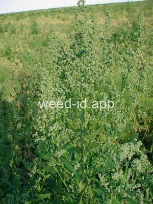 lambsquarters, common