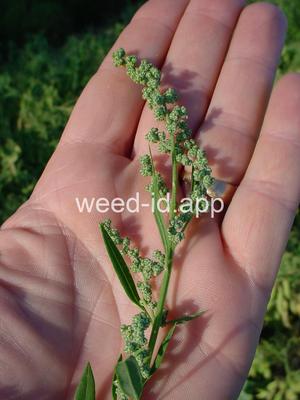 lambsquarters, common