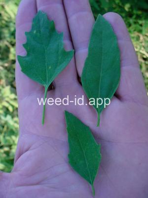 lambsquarters, common