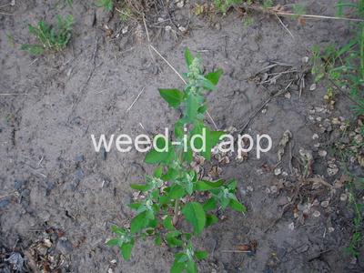 lambsquarters, common