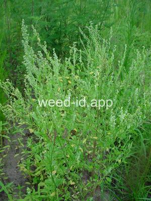 lambsquarters, common