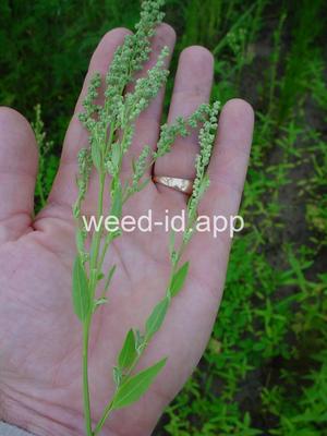 lambsquarters, common