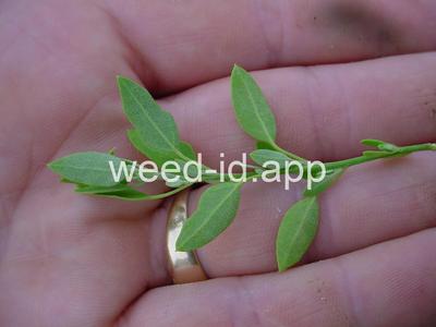 lambsquarters, common