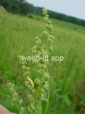lambsquarters, common