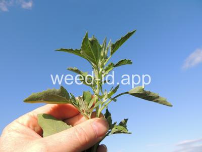 lambsquarters, common