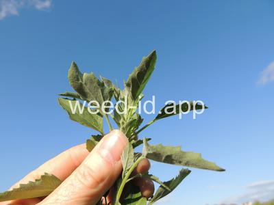 lambsquarters, common