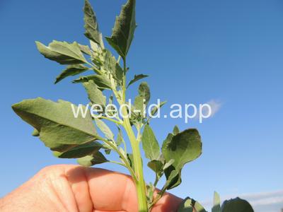 lambsquarters, common