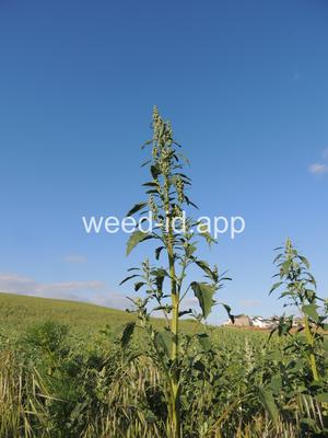 lambsquarters, common