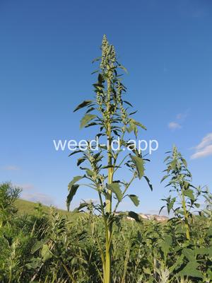 lambsquarters, common