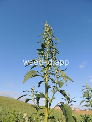 lambsquarters, common