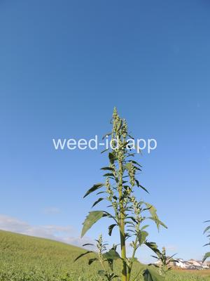 lambsquarters, common