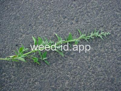 lambsquarters, common