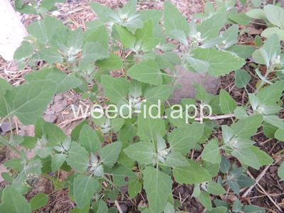 lambsquarters, common