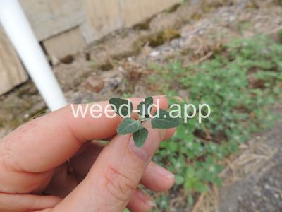 lambsquarters, common