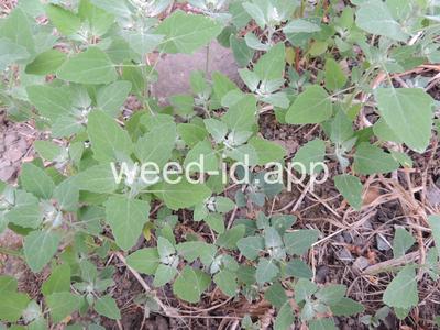 lambsquarters, common
