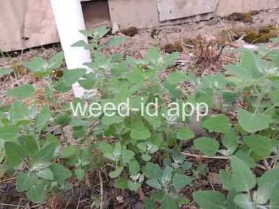 lambsquarters, common