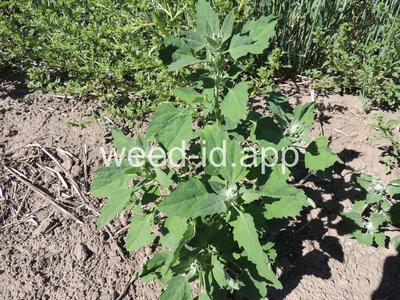 lambsquarters, common