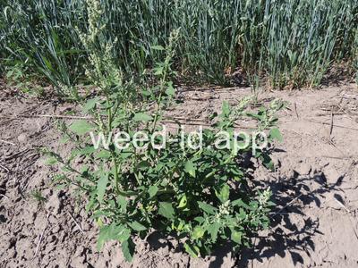 lambsquarters, common