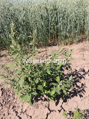 lambsquarters, common