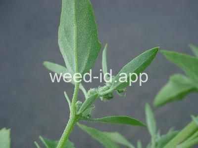 lambsquarters, common