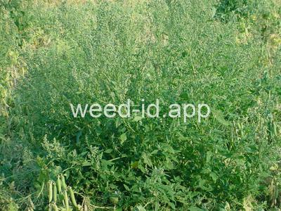 lambsquarters, common