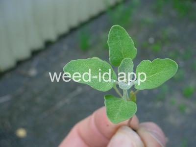 lambsquarters, common