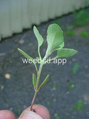 lambsquarters, common