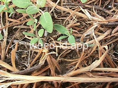 lambsquarters, common