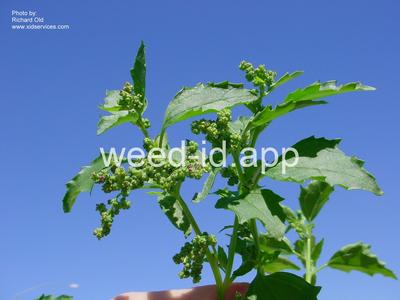 lambsquarters, netseed