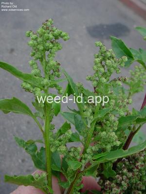 lambsquarters, netseed