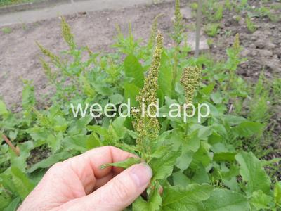 Chenopodium bonus-henricus