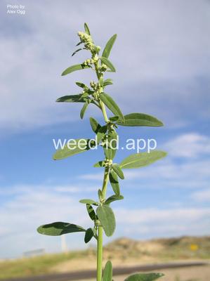lambsquarters, slimleaf