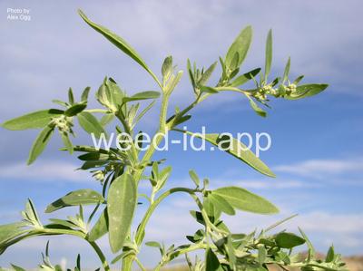 lambsquarters, slimleaf