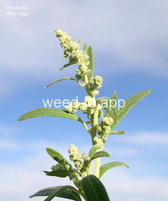lambsquarters, slimleaf