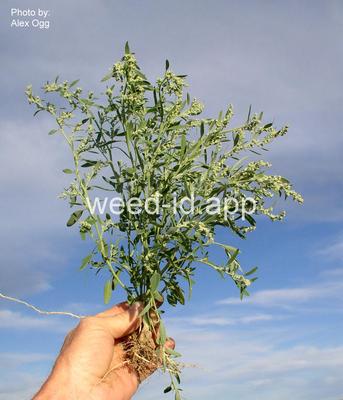 lambsquarters, slimleaf