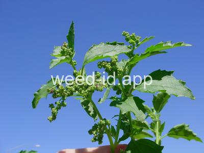 goosefoot, nettleleaf