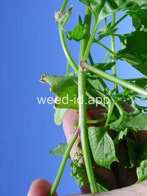 goosefoot, nettleleaf