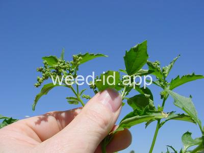 goosefoot, nettleleaf