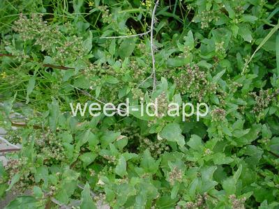 goosefoot, nettleleaf